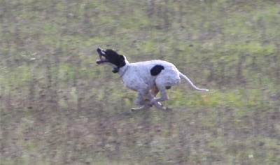 des grandes rafales - Chti' Nino en lice pour le GT ....