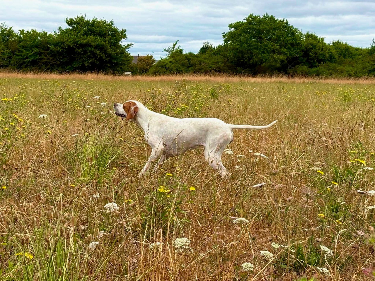 des grandes rafales - Chiots disponibles - Pointer