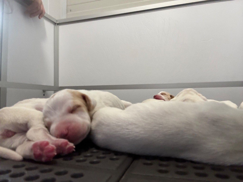 des grandes rafales - Chiots disponibles - Pointer