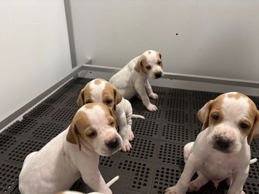 des grandes rafales - Chiots disponibles - Pointer