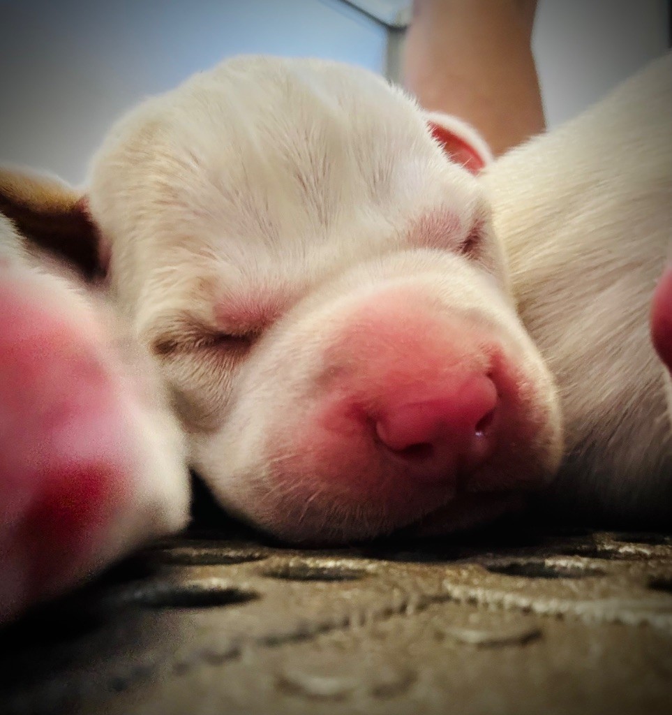 des grandes rafales - Chiots disponibles - Pointer