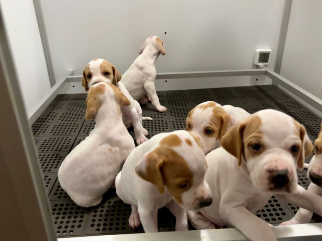 des grandes rafales - Chiots disponibles - Pointer