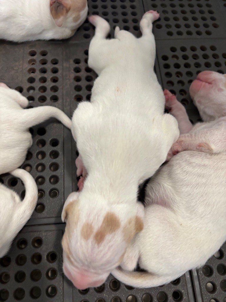 des grandes rafales - Chiots disponibles - Pointer