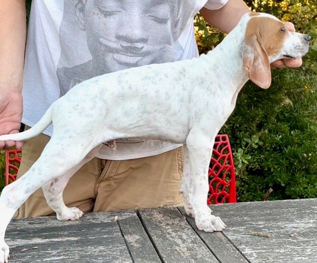 Chiot Pointer des grandes rafales