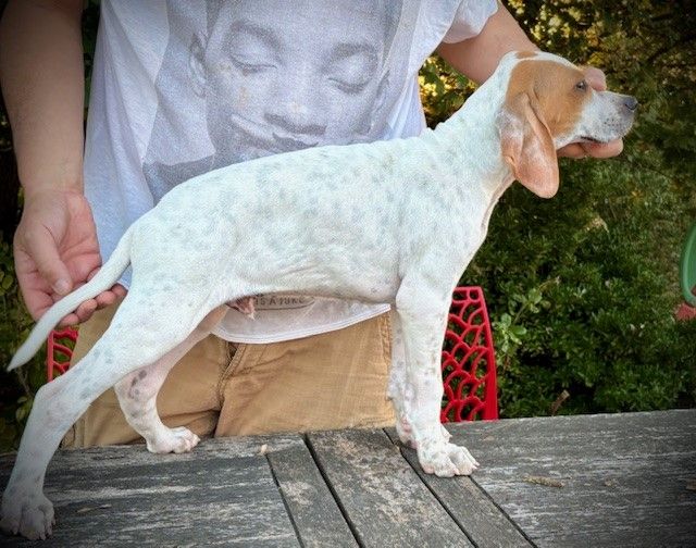 des grandes rafales - Chiots disponibles - Pointer