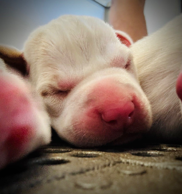 CHIOT