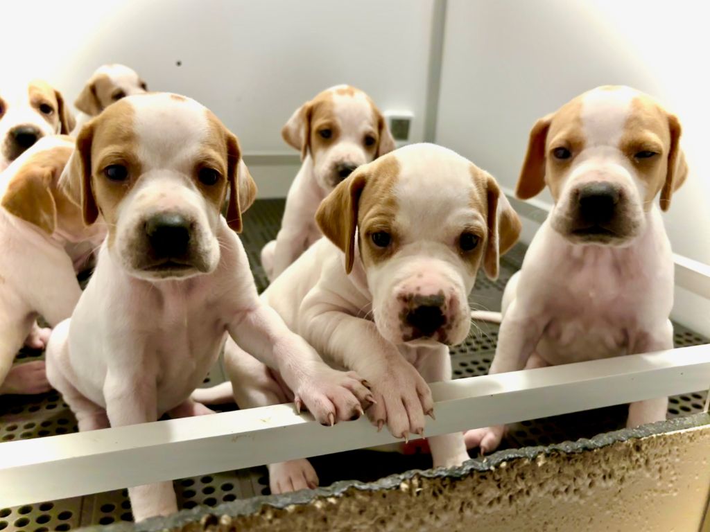 des grandes rafales - Chiots disponibles - Pointer