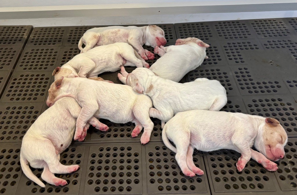 des grandes rafales - Chiots disponibles - Pointer