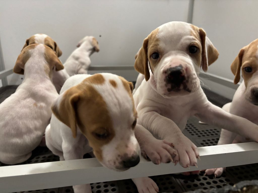 des grandes rafales - Chiots disponibles - Pointer