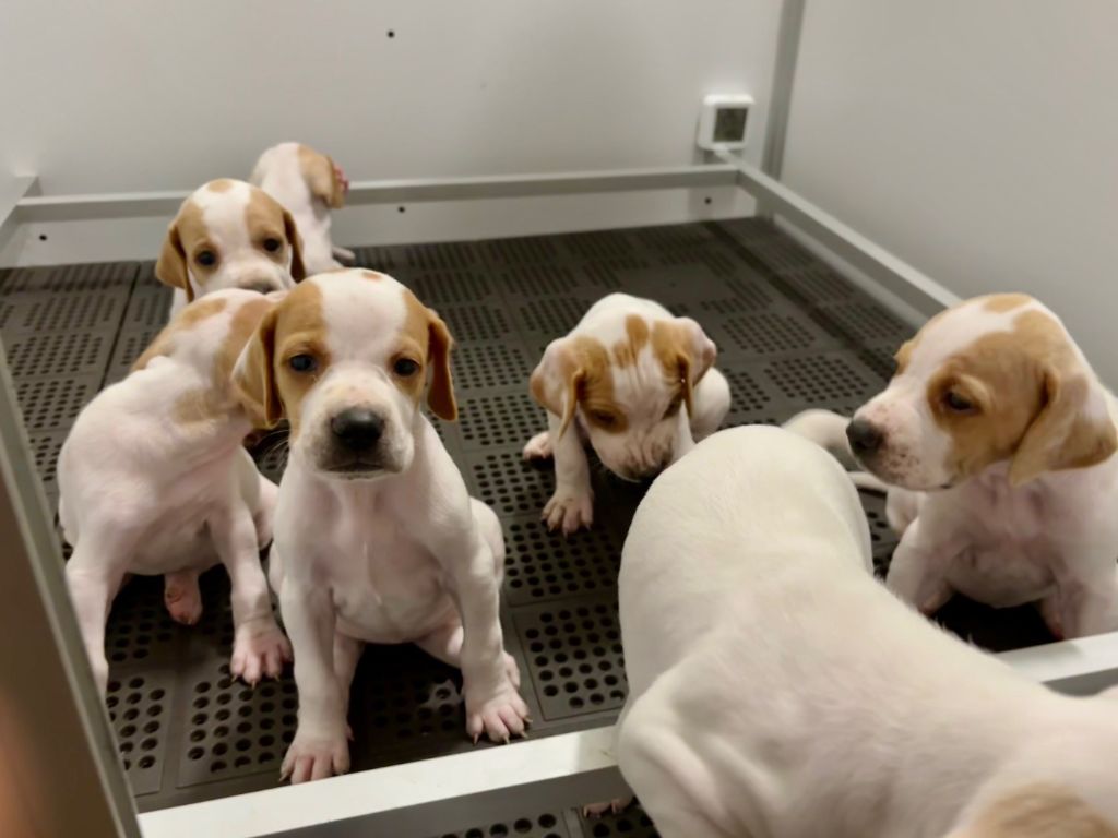 des grandes rafales - Chiots disponibles - Pointer