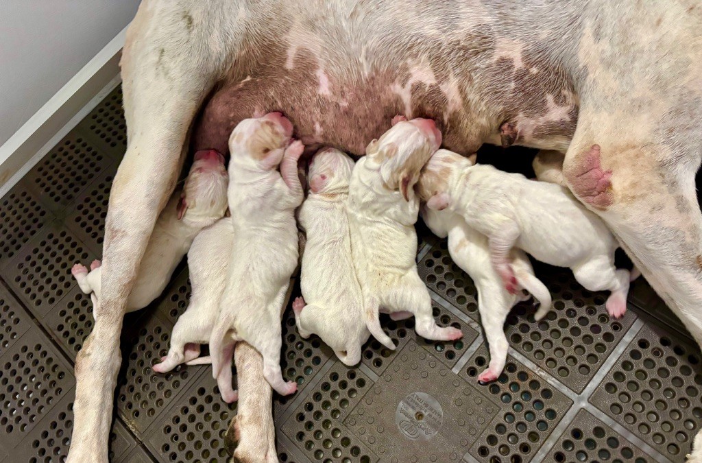 des grandes rafales - Chiots disponibles - Pointer